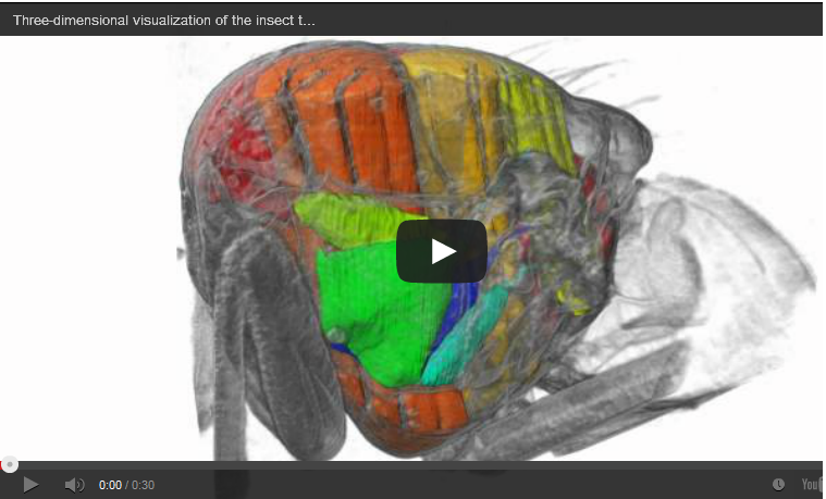 X-rays film inside live flying insects â€“ in 3D 